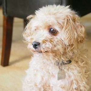 Meet your Posher, Jan